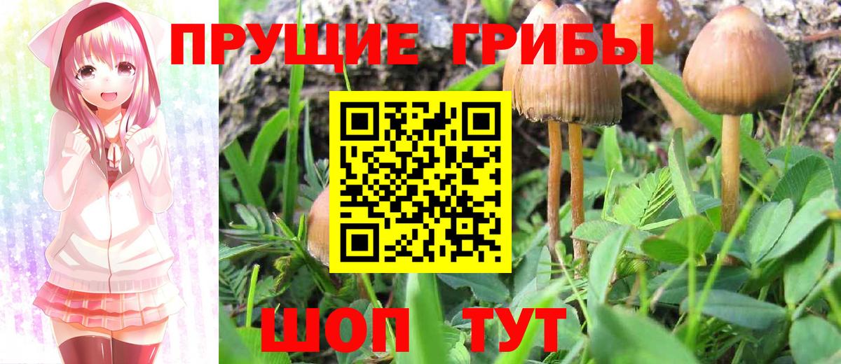 Галлюциногенные грибы Psilocybine cubensis Удомля